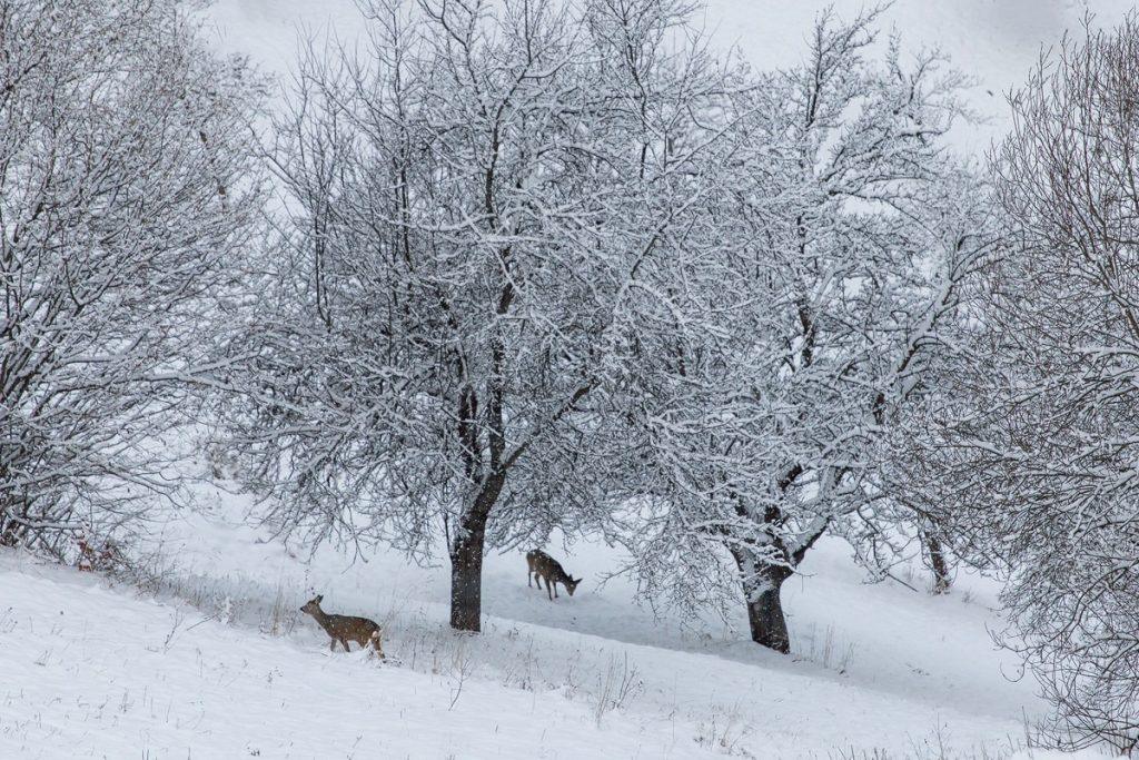 caprioare la marginea padurii pe culoarul rucar bran brasov