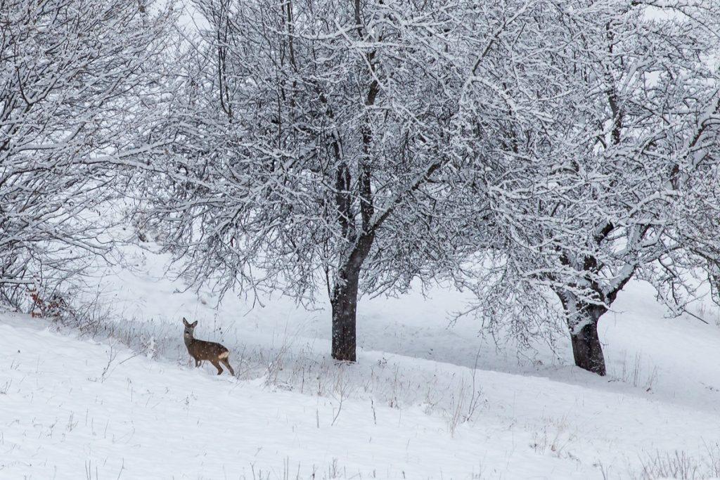 peisaj de iarna cu caprioare in padure pe culoarul rucar bran brasov