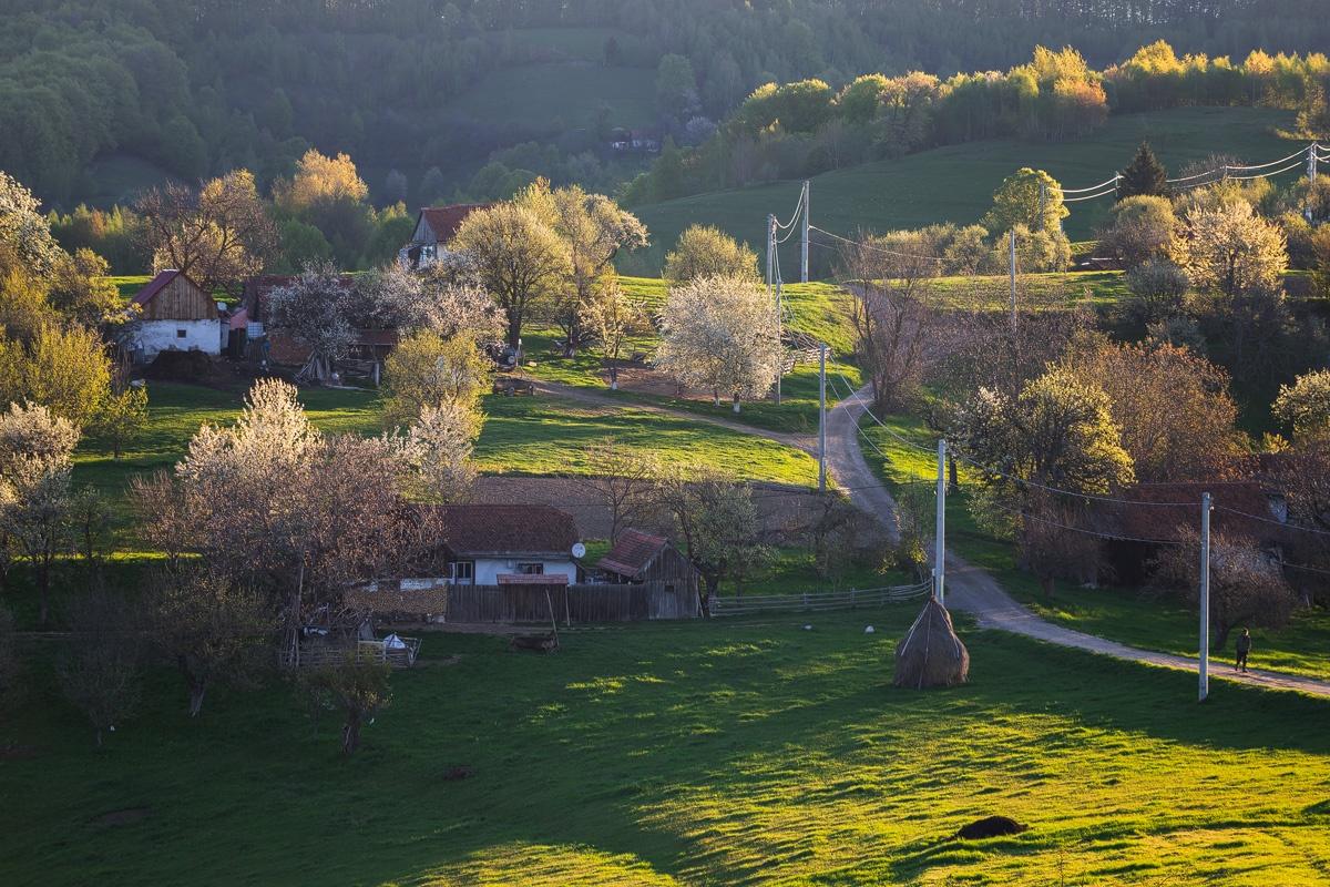dealuri insorite cu pomi infloriti in satul holbav 