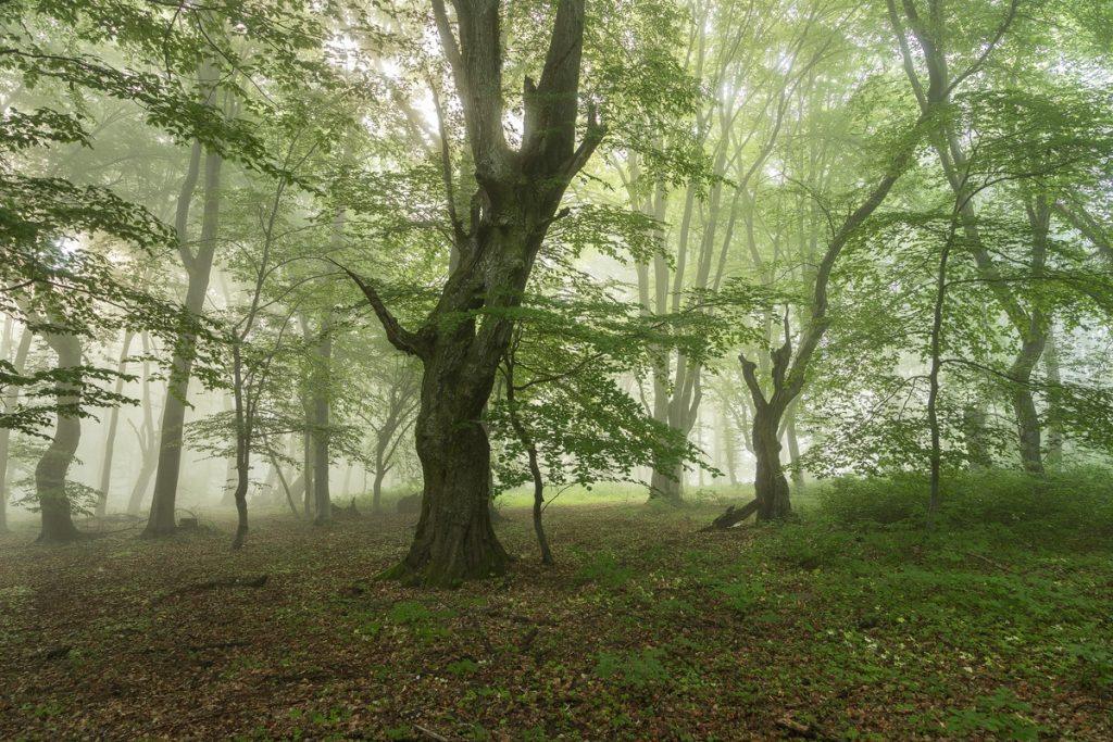 padure verde primavara