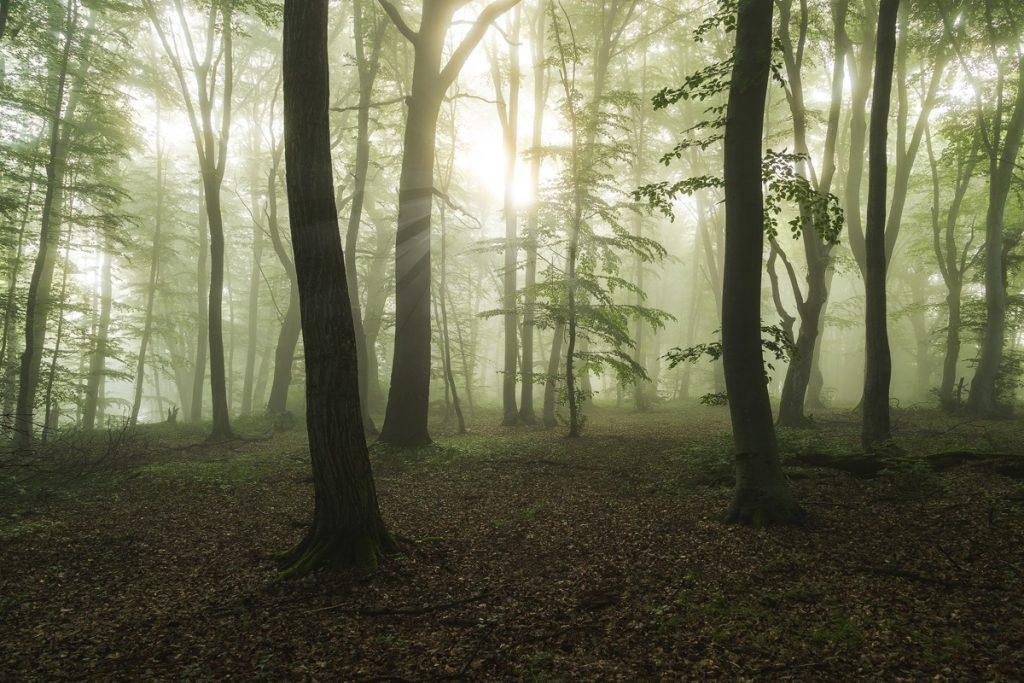 foggy morning in the forest in Transylvania