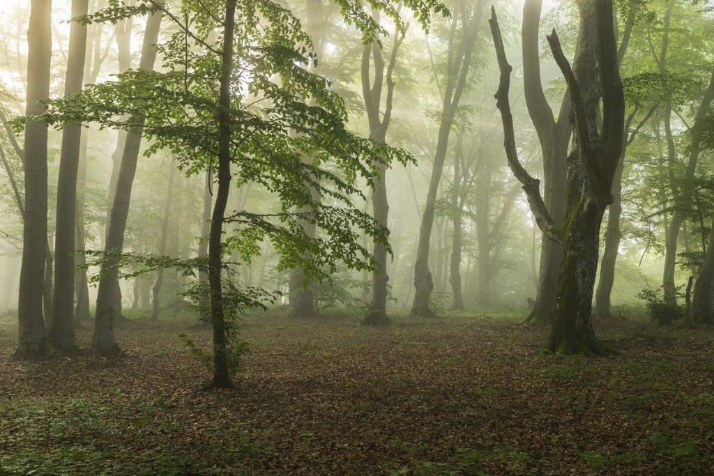 foggy morning in the Transylvanian forest in spring