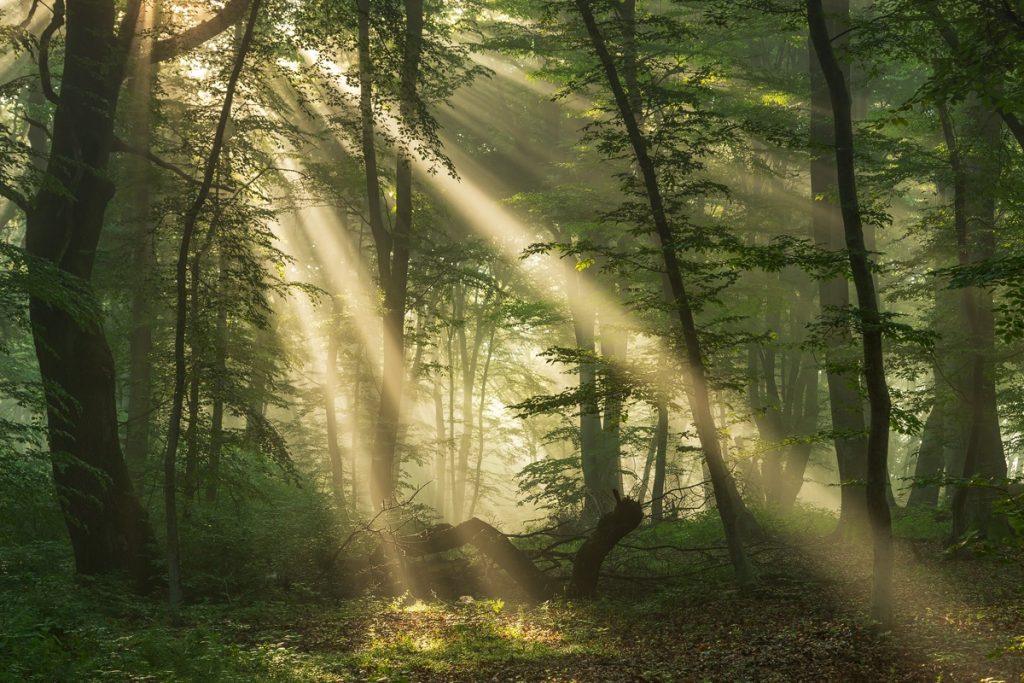 sunrise light in a foggy morning in a beautiful forest in Transylvania