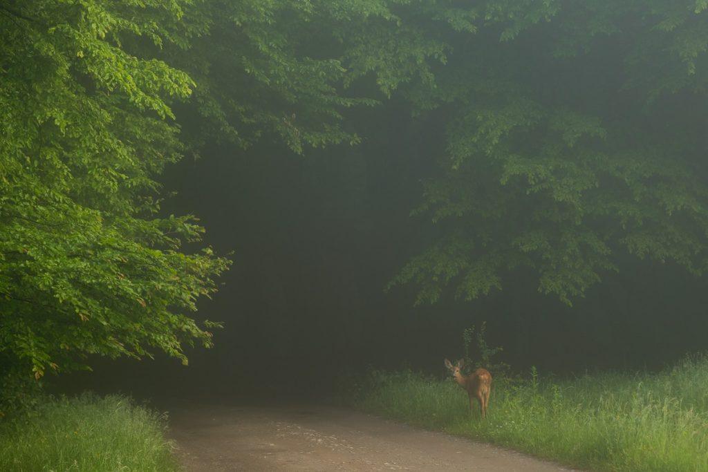 caprioara la marginea padurii in transilvania