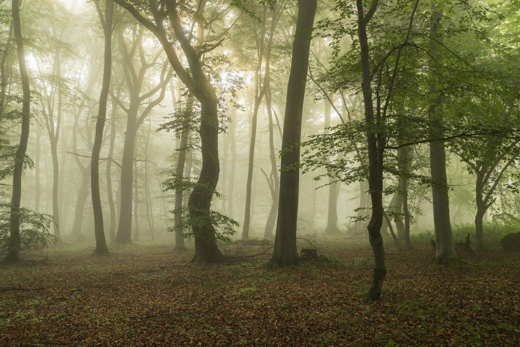 rasarit de vara cu ceata in padure transilvania