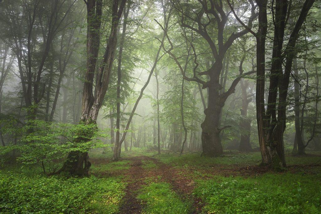 peisaj de vara poteca prin padure transilvania