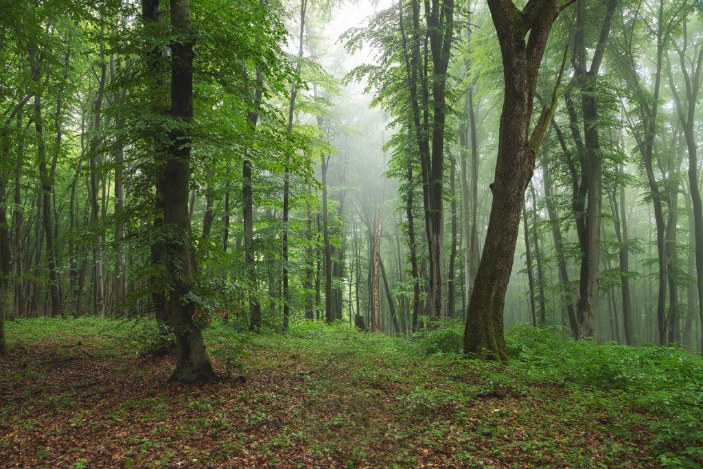 peisaj de vara poteca prin padure