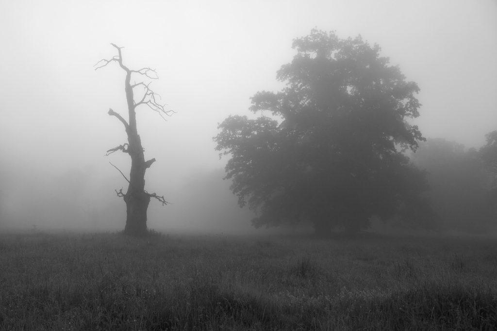 peisaj de vara la rezervatia de stejari seculari breite sighisoara alb negru