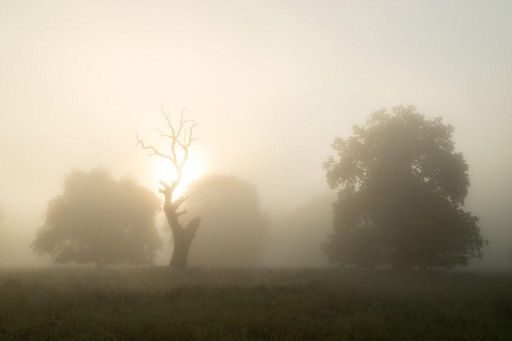 rasarit la platoul breite rezervatia de stejari seculari