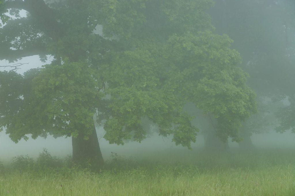 rasarit de vara la platoul breite