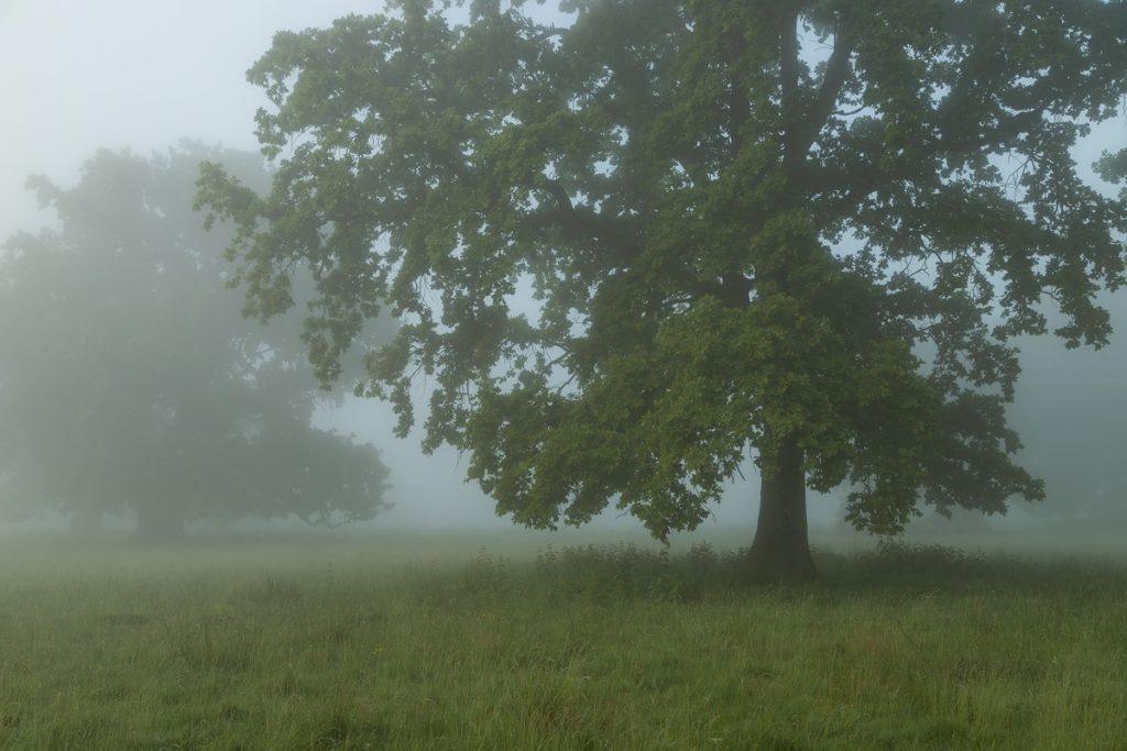 stejari seculari in ceata platoul breite