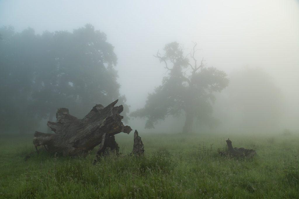peisaj de vara la rezervatia de stejari seculari breite sighisoara