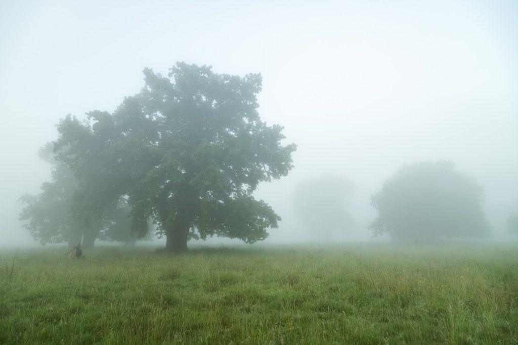 peisaj de vara cu ceata la rezervatia de stejari seculari breite