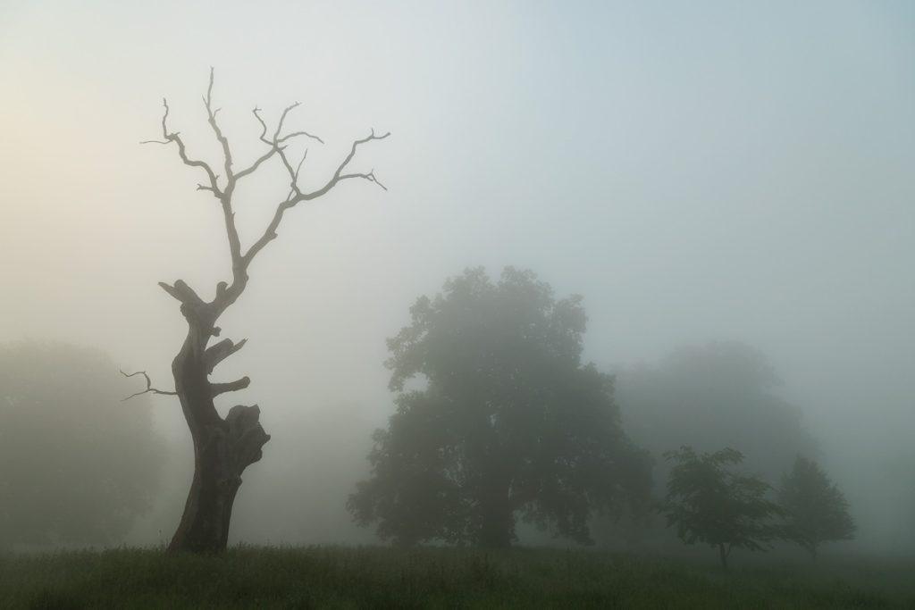 stejar secular uscat la rezervatia de stejari seculari platoul breite