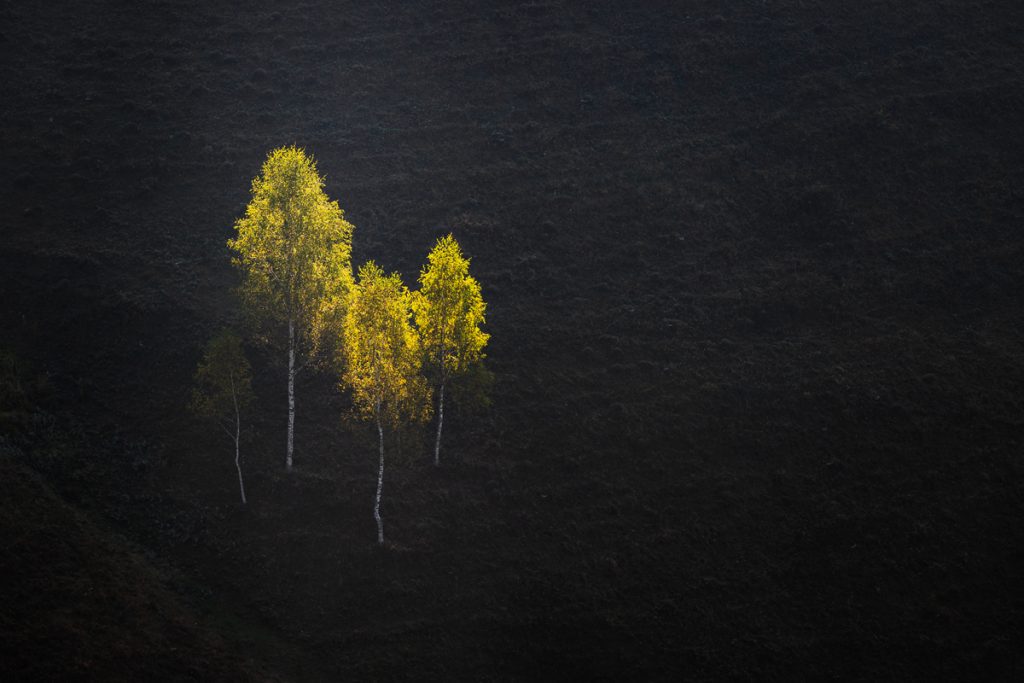 copaci luminati de primele raze ale soarelui in satul dumesti alba