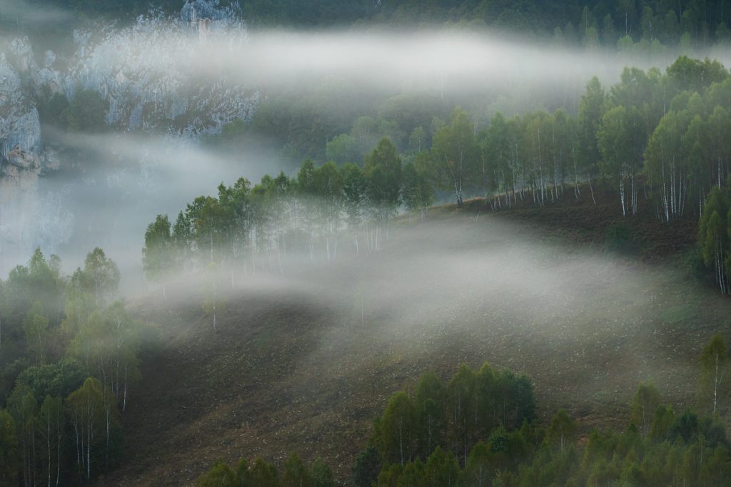 padure in ceata in satul dumesti alba