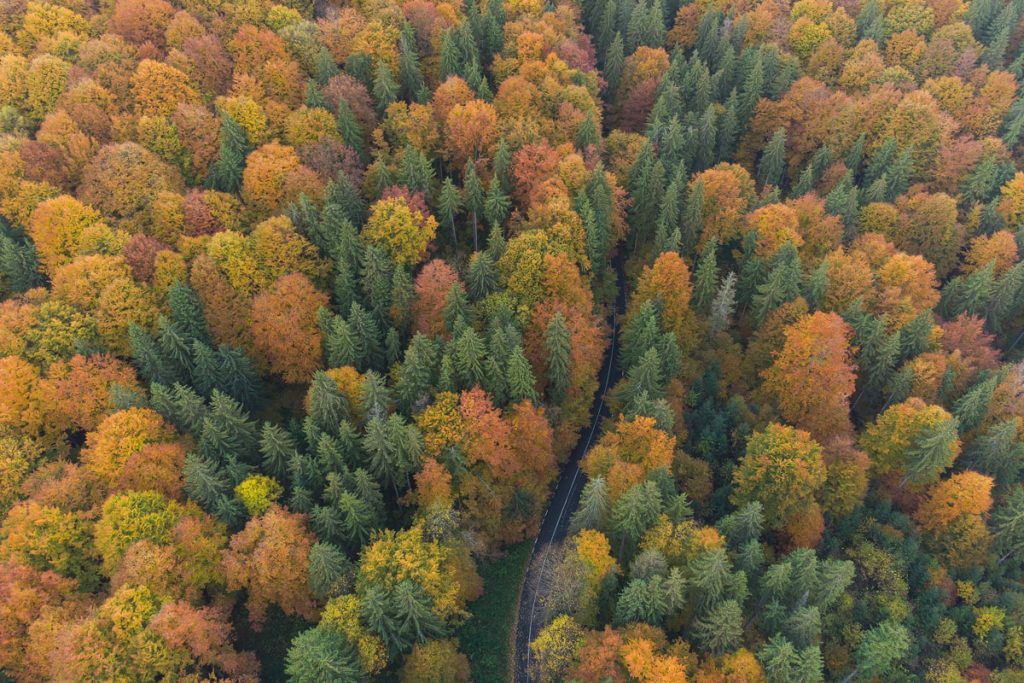fotografie aeriana deasupra padurii covasnene