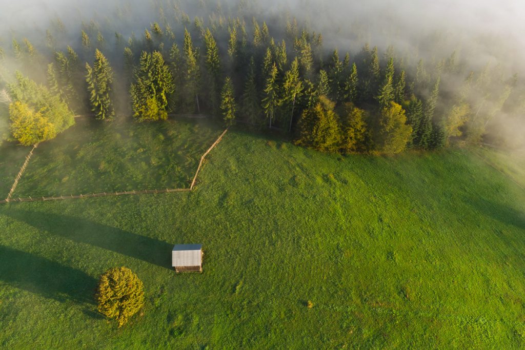 padure de brazi in paltinu suceava