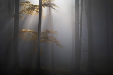 Toamna in padurea de langa Lacul Sfanta Ana